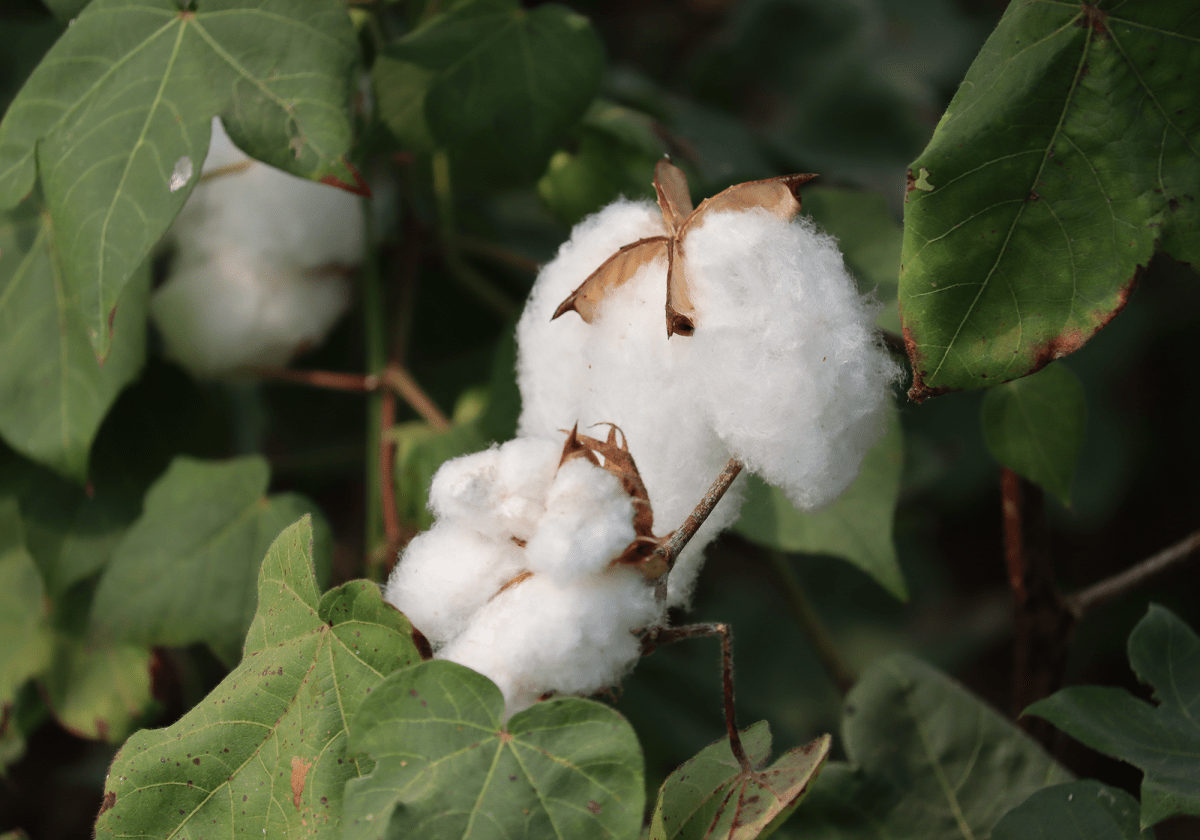 Was unterscheidet normale Baumwolle von Bio-Baumwolle? - ZOCKN